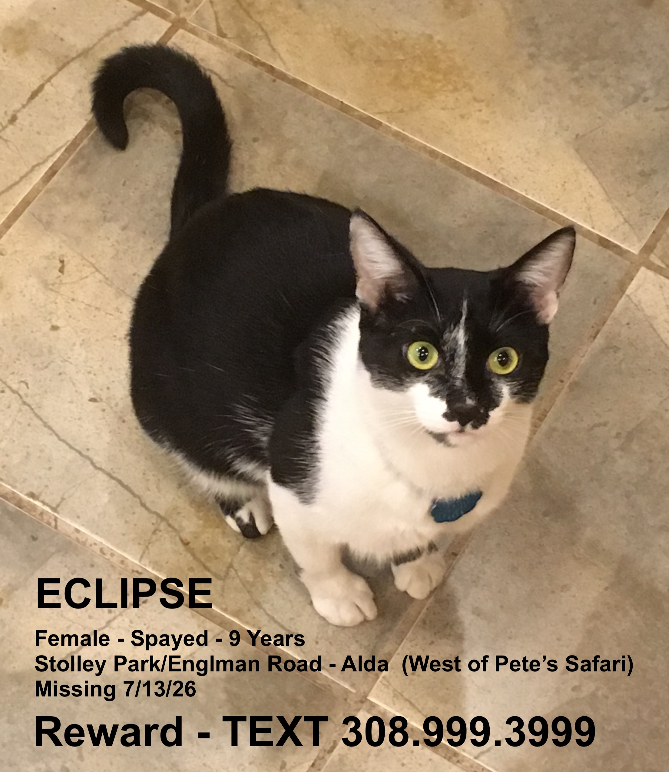 lost cat named Eclipse